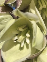 Tegeticula yuccasella