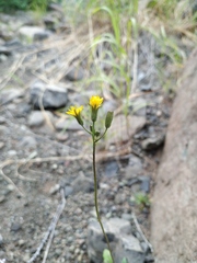 Crepis multicaulis