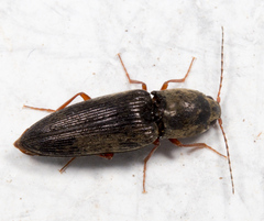 Cardiophorus convexus