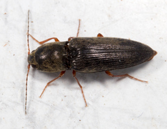 Cardiophorus convexus