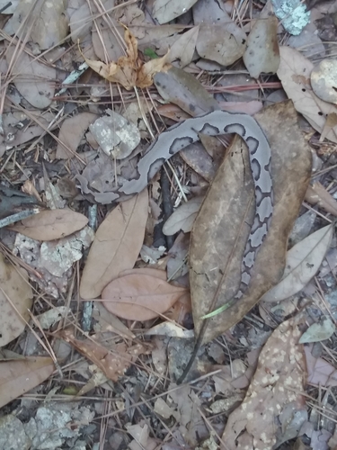 Eastern Copperhead photographed in South Carolina