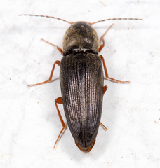 Cardiophorus convexus