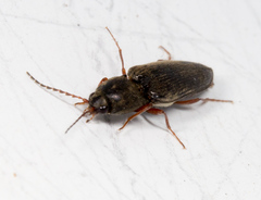 Cardiophorus convexus