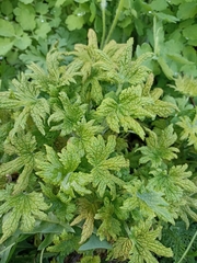 Leonurus quinquelobatus