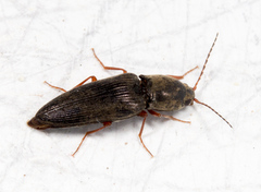 Cardiophorus convexus