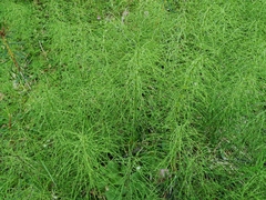 Equisetum pratense image