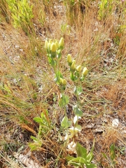 Blackstonia acuminata