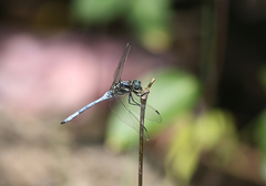 Orthetrum poecilops