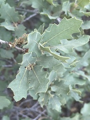 Quercus welshii