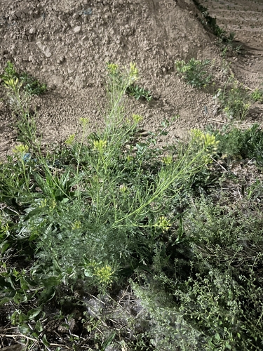 flixweed