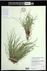 Carex deflexa