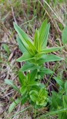 Gentiana alba