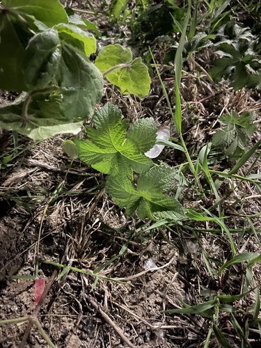 Japanese Hops
