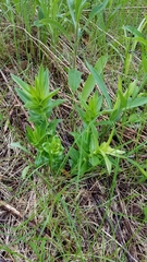 Gentiana alba