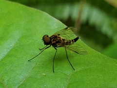 Chrysopilus fasciatus