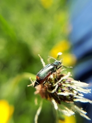 Malachius bipustulatus