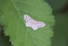 Idaea subsaturata