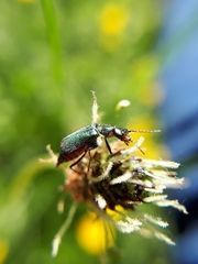 Malachius bipustulatus