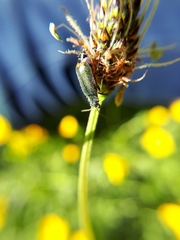 Malachius bipustulatus