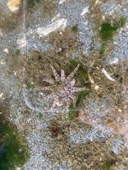 Peachia quinquecapitata