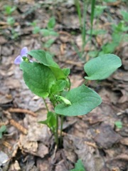 Viola nemoralis