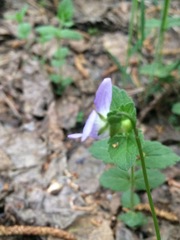 Viola nemoralis