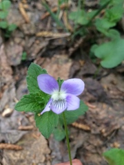 Viola nemoralis