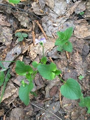 Viola nemoralis