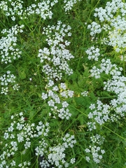 Anthriscus sylvestris