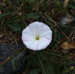 Convolvulus arvensis