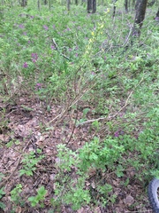 Chamaecytisus ruthenicus