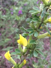 Chamaecytisus ruthenicus