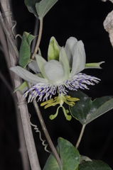Passiflora tucumanensis