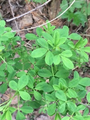 Chamaecytisus ruthenicus