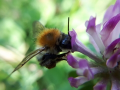 Bombus pascuorum