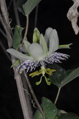 Passiflora tucumanensis