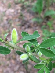 Chamaecytisus ruthenicus