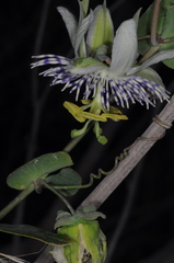 Passiflora tucumanensis