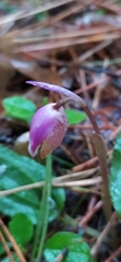Calypso bulbosa bulbosa