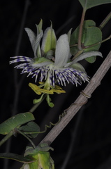 Passiflora tucumanensis