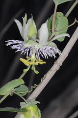 Passiflora tucumanensis