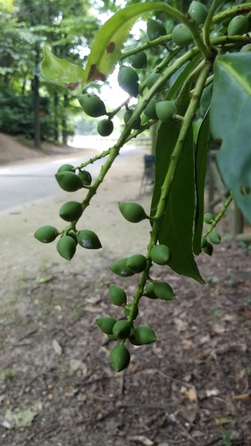 Prunus laurocerasus