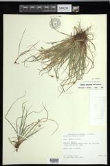 Carex deflexa