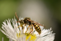 Nomada luteoloides