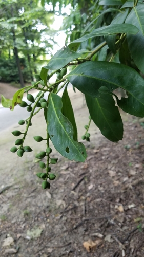 Prunus laurocerasus