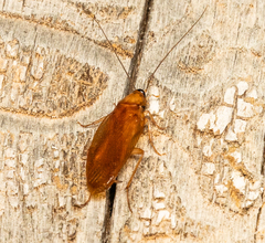 Parcoblatta virginica