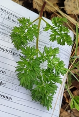 Peucedanum alsaticum