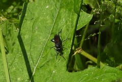 Macrophya annulata