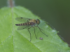 Chrysopilus asiliformis