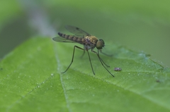 Chrysopilus asiliformis